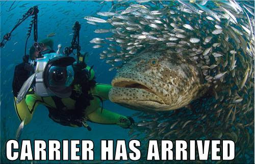 The meme features a large, angry-looking fish (a "bass" or "fish" is not specified) swimming towards a scuba diver or snorkeler in the ocean. The text "CARRIER HAS ARRIVED" is displayed prominently in the image, implying that the fish is a "carrier" of some sort, perhaps a military vehicle or a transport ship. The tone of the meme is likely humorous and playful, poking fun at the idea of a fish being a "carrier" in a military or naval context.
